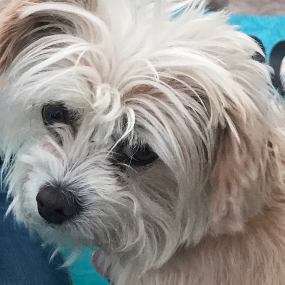 Meet your Posher, Stacey - Picture 7 of 8